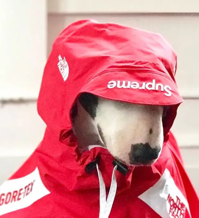 傲娇的老佛爷也要每天看Ta脸色