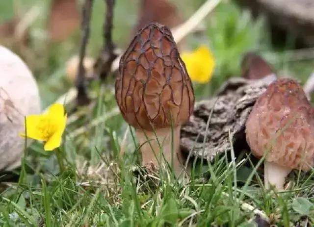 什么？在洞穴赏樱看雪学手艺？看她怎么把废弃洞穴改成浪漫居所