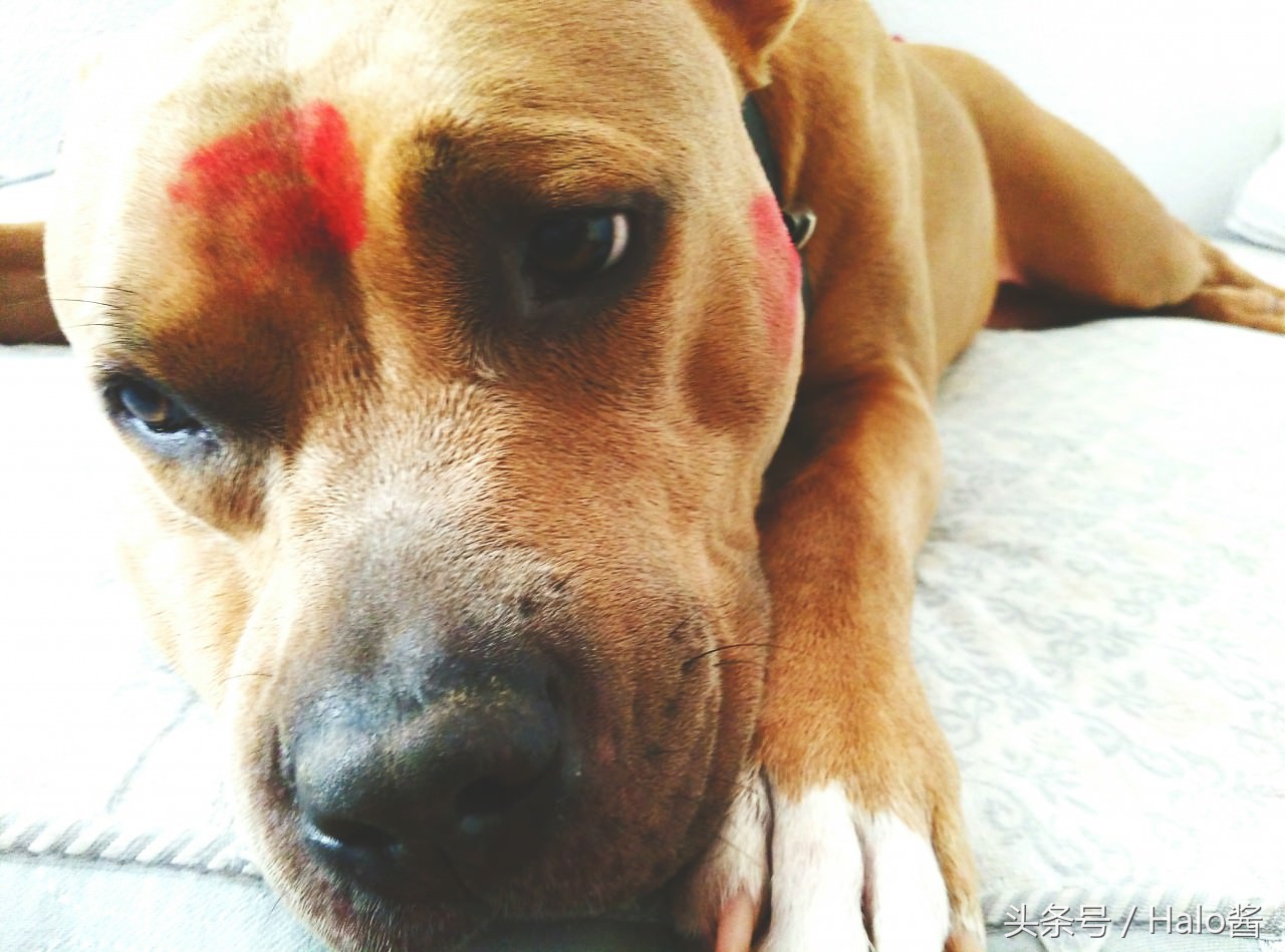 欧美流行在狗狗脸上吻满唇印，兽医：谨慎唇膏含有害金属！