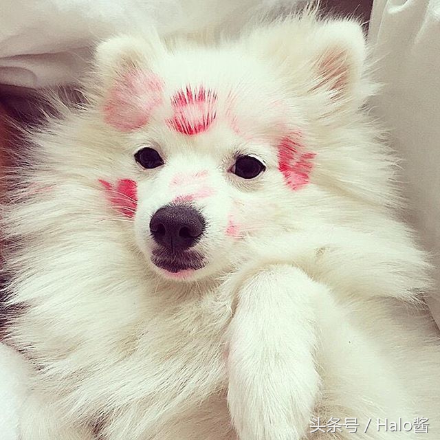 欧美流行在狗狗脸上吻满唇印，兽医：谨慎唇膏含有害金属！