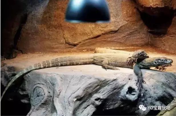 济南野生动物世界一日游自驾,济南野生动物世界一日游攻略