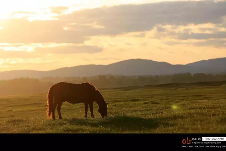 小马过河的故事在线听,《小马过河》这个故事告诉我们