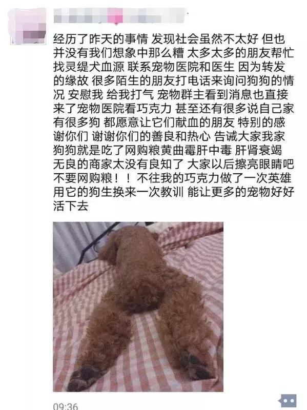 泰迪的生命为啥如此脆弱,泰迪的寿命是人类的多少年