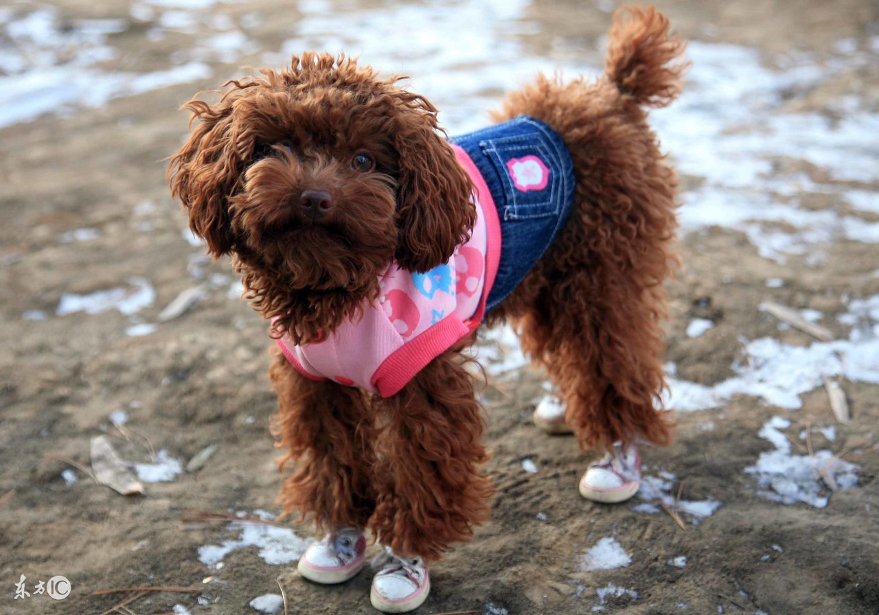 泰迪的生命为啥如此脆弱,泰迪的寿命是人类的多少年