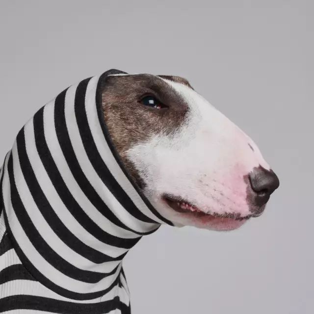 傲娇的老佛爷也要每天看Ta脸色