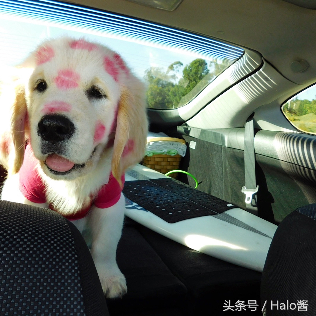 欧美流行在狗狗脸上吻满唇印，兽医：谨慎唇膏含有害金属！