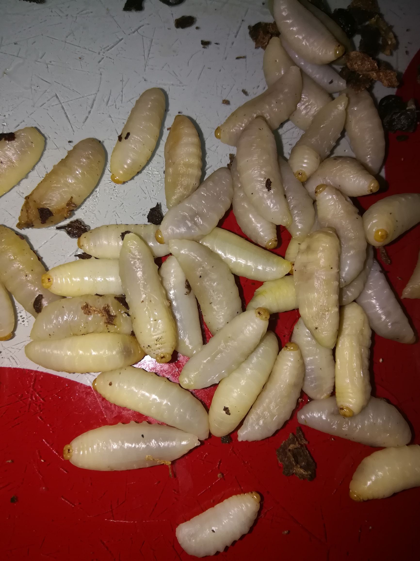 昨晚吃了这个山珍营养过剩睡不着在楼下坐了一个晚上