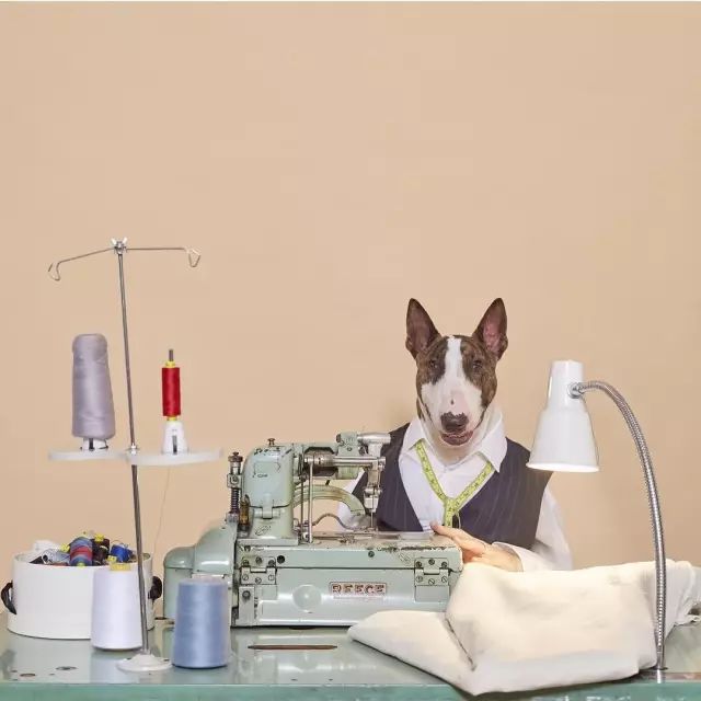 傲娇的老佛爷也要每天看Ta脸色