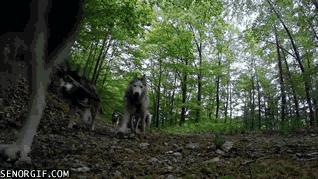 哈士奇原名西伯利亚雪橇犬,西伯利亚雪橇犬是不是就是哈士奇