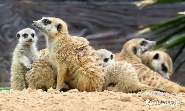 济南野生动物世界一日游自驾,济南野生动物世界一日游攻略