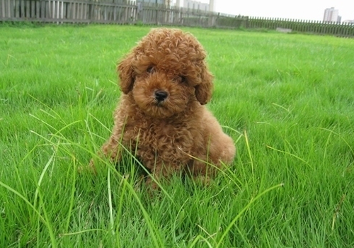 泰迪被车撞，产6仔母子俱亡，主人伤心将车主及保险公司诉至法院