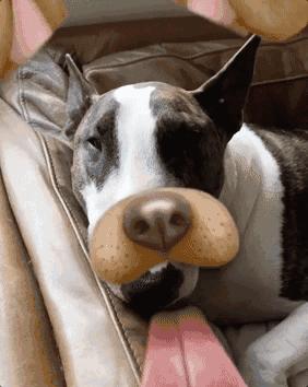 傲娇的老佛爷也要每天看Ta脸色