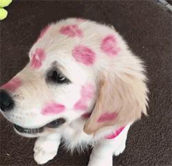 欧美流行在狗狗脸上吻满唇印，兽医：谨慎唇膏含有害金属！