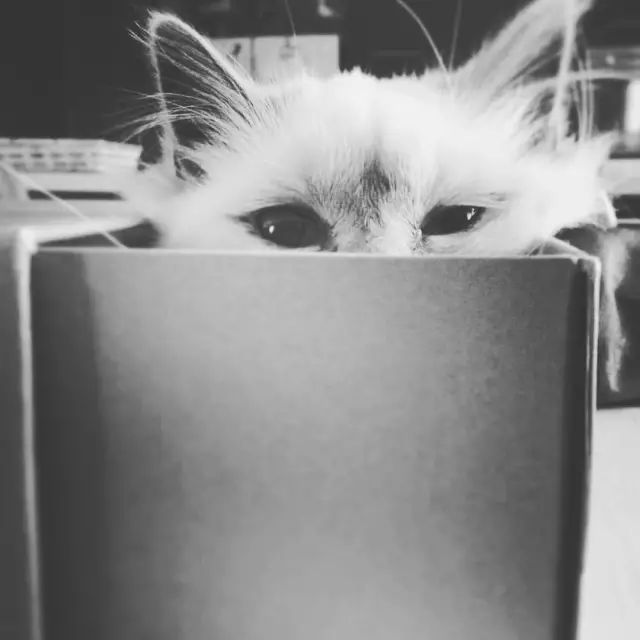 傲娇的老佛爷也要每天看Ta脸色