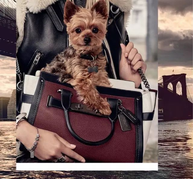 傲娇的老佛爷也要每天看Ta脸色