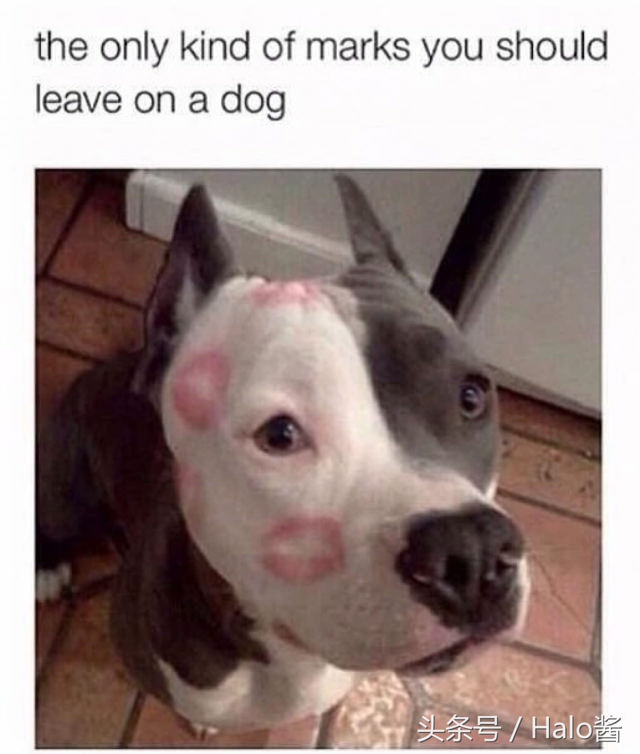 欧美流行在狗狗脸上吻满唇印，兽医：谨慎唇膏含有害金属！