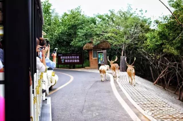 济南野生动物世界一日游自驾,济南野生动物世界一日游攻略