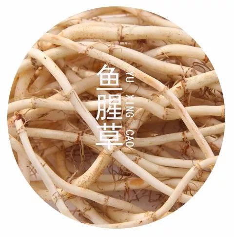 【健康课堂】—鱼腥草，清热消炎防辐射，提高免疫力，治疗宫颈炎