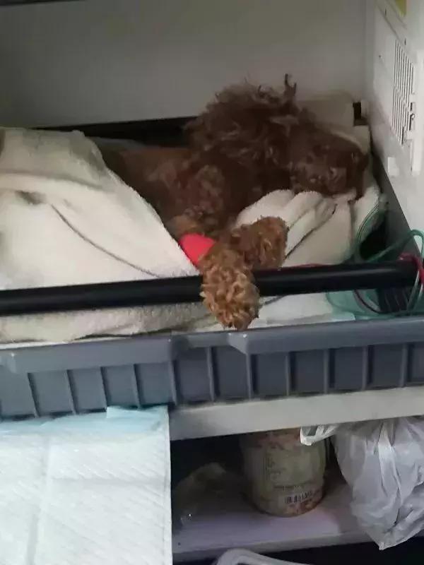 泰迪的生命为啥如此脆弱,泰迪的寿命是人类的多少年