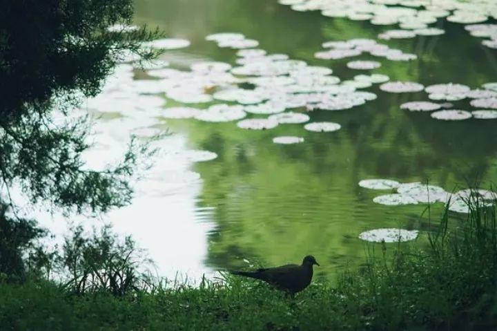 绿色中国梦演讲,诗歌散文我的中国梦朗诵