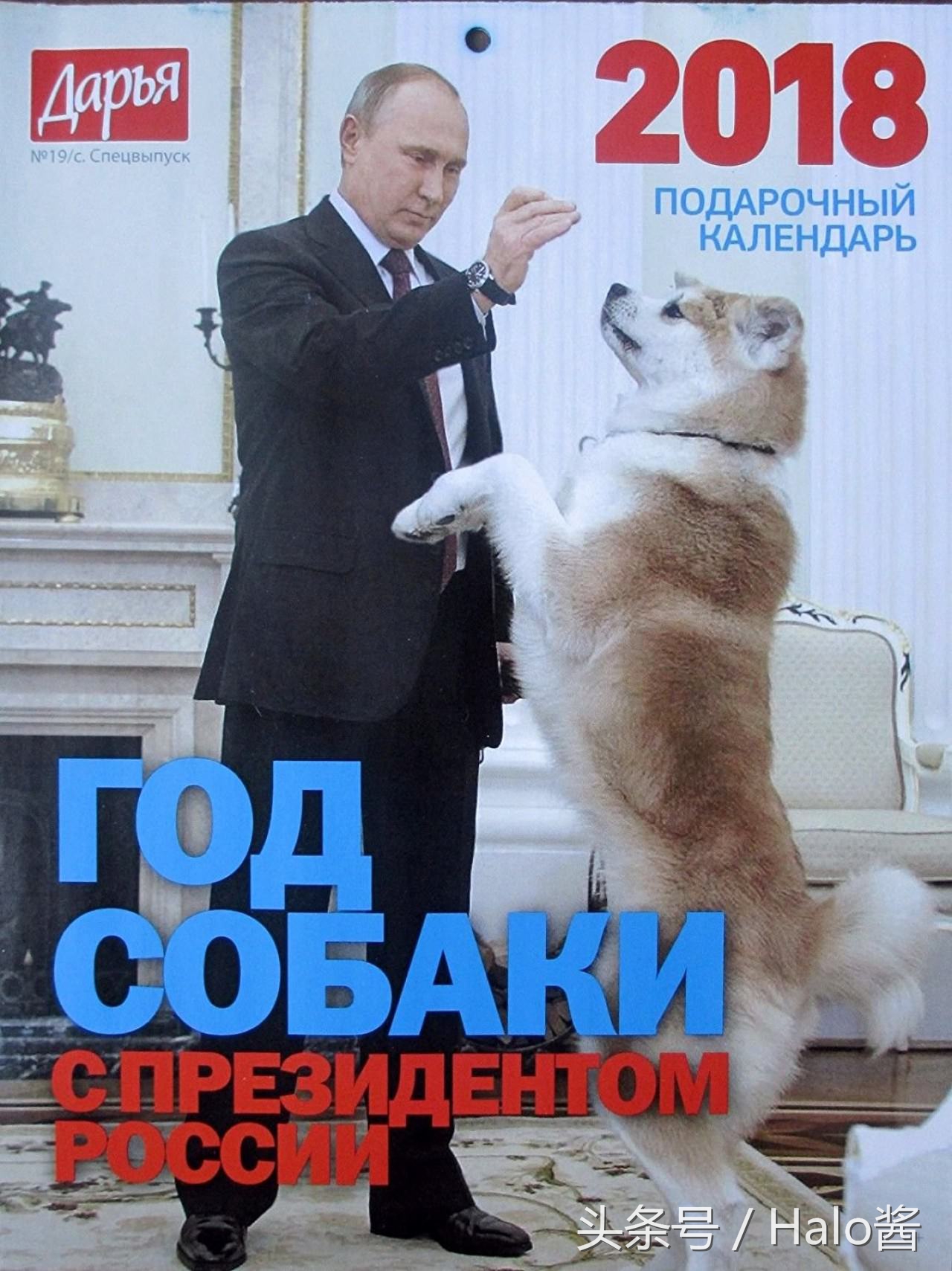 普京的所有狗狗照片,普京和他的柴犬