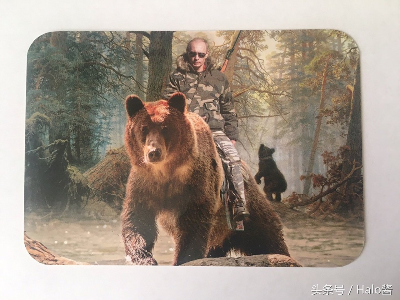 普京的所有狗狗照片,普京和他的柴犬