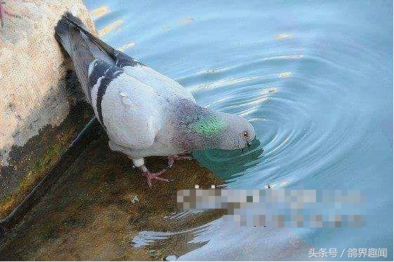 鸽子出壳后种鸽管理,鸽子归巢的调理