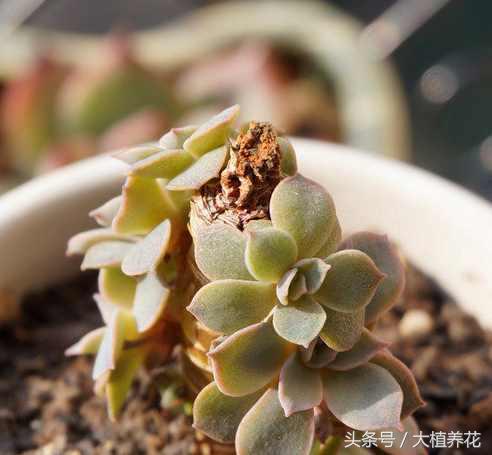 蓝石莲多次砍头要不要剥叶子,蓝石莲砍头爆崽的图片