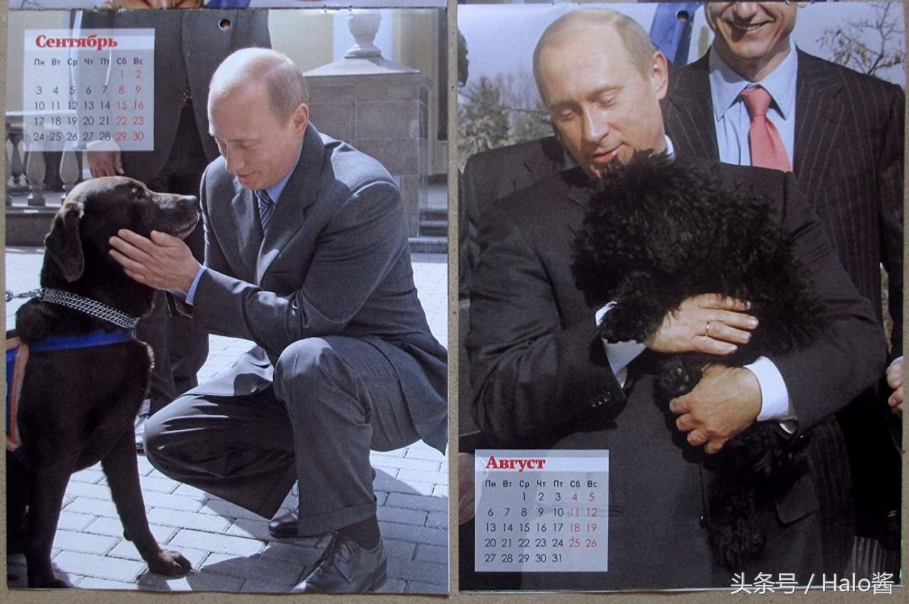普京的所有狗狗照片,普京和他的柴犬
