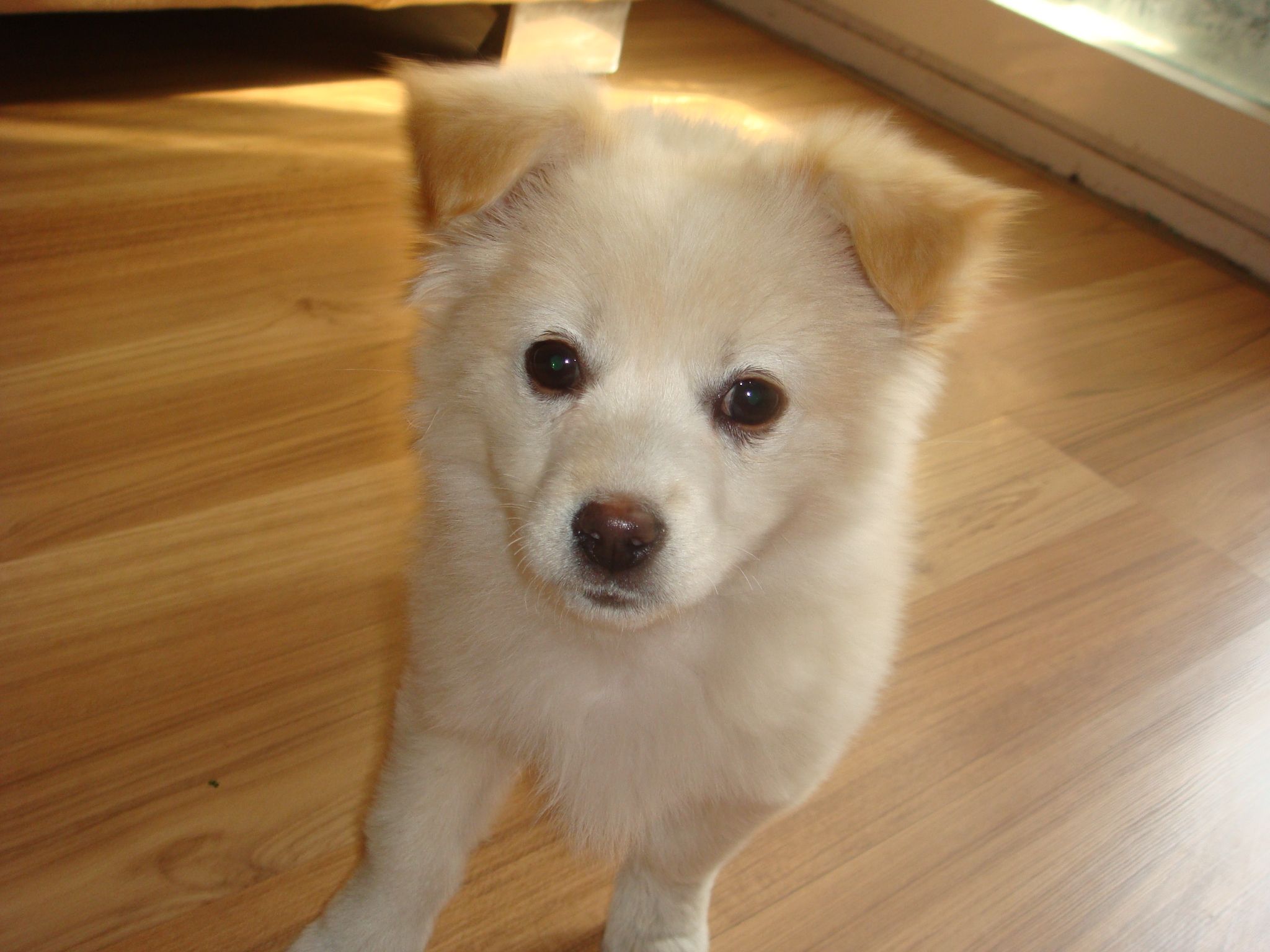 狗狗怀孕初期有什么症状和表现,狗狗孕期关注事项与接生流程