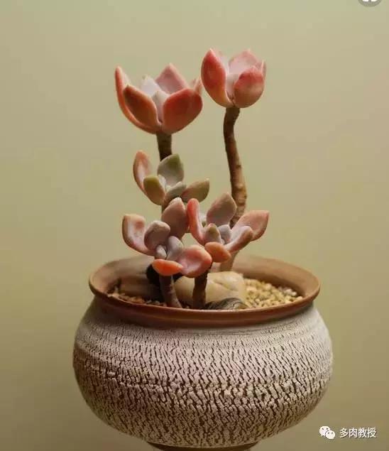 多肉老桩配古盆！美的惊艳了时光！
