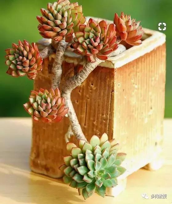 多肉老桩配古盆！美的惊艳了时光！