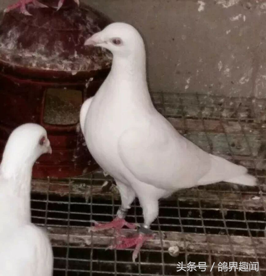 鸽子出壳后种鸽管理,鸽子归巢的调理