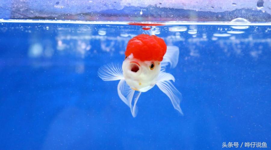 新手应该怎么养宠物鱼,养观赏鱼鱼缸新技术