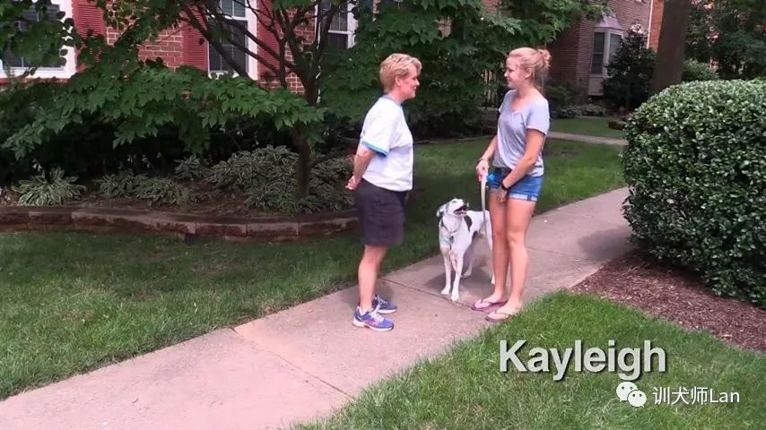 怎么让两个陌生的狗狗和睦相处,怎样和陌生的狗狗友好相处