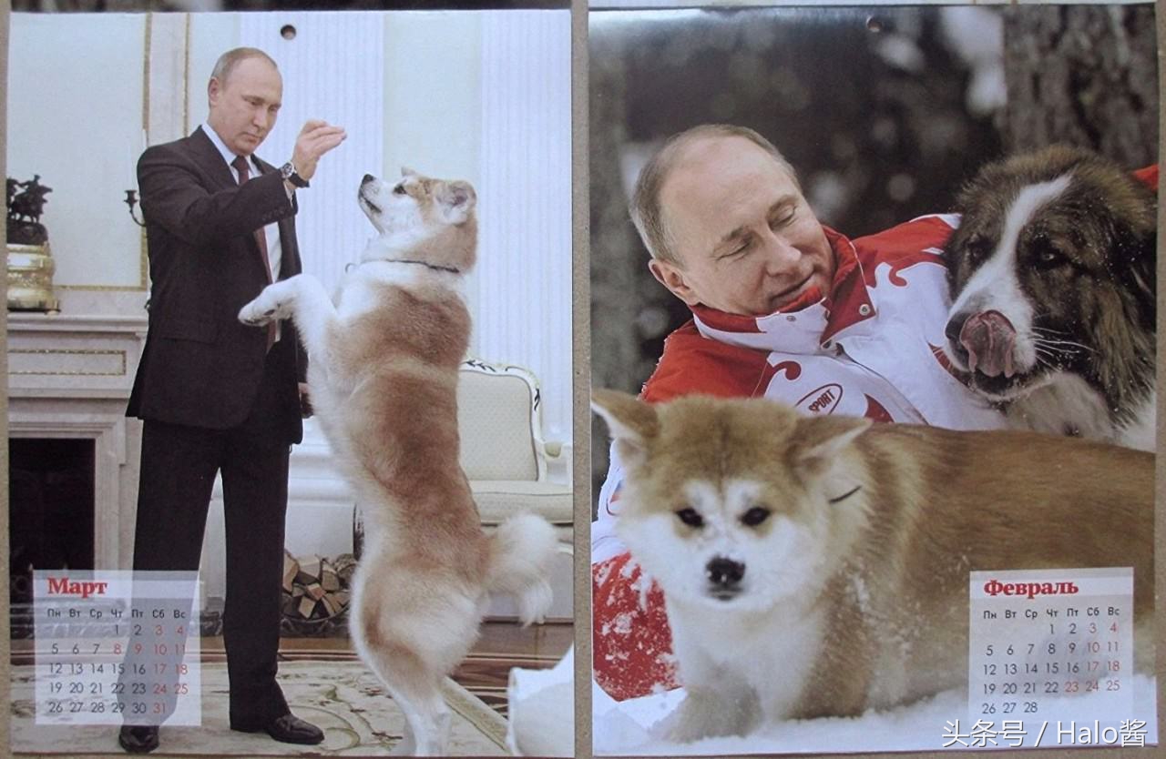 普京的所有狗狗照片,普京和他的柴犬