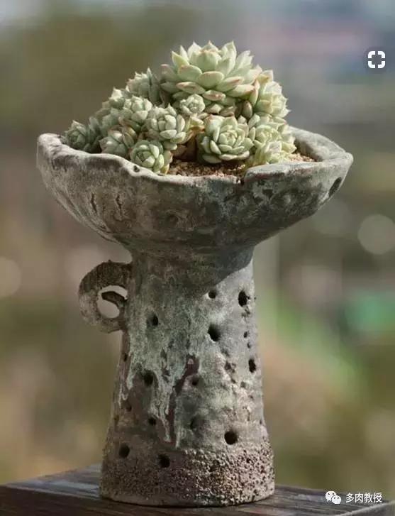 多肉老桩配古盆！美的惊艳了时光！