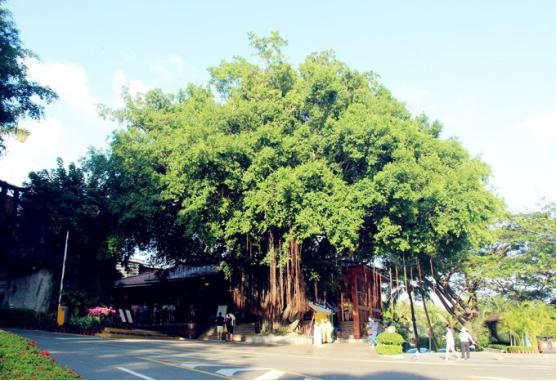 三亚吃喝玩乐亲身攻略——两匹北方的大姑娘吃喝玩乐在三亚