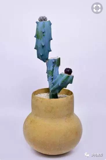 多肉老桩配古盆！美的惊艳了时光！