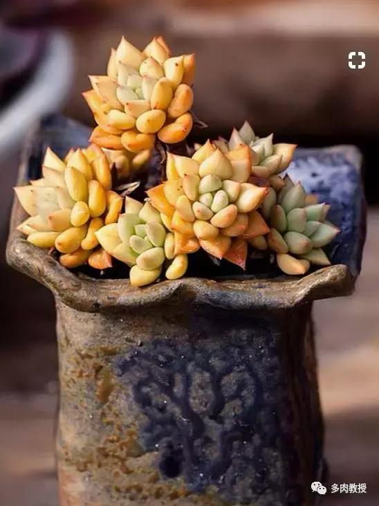多肉老桩配古盆！美的惊艳了时光！
