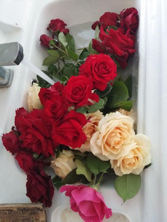 种玫瑰应该买什么,新手种玫瑰推荐什么品种