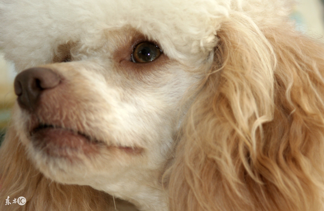 宠物狗急性肠胃炎,宠物怎么避免急性肠胃炎