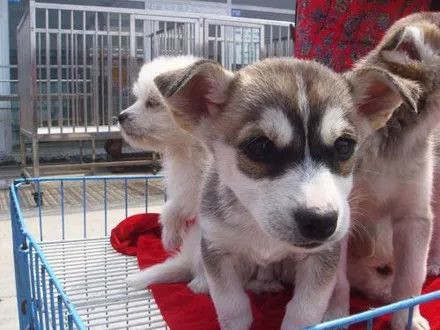 猫咪领养代替购买,以领养代替购买