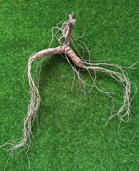 买人参科普,网上买的干人参应该关注哪几点