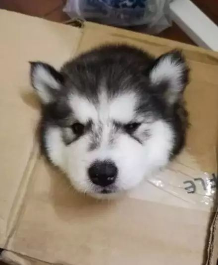 猫咪领养代替购买,以领养代替购买