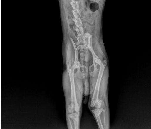 狗狗髌骨脱位怎么保守治疗,狗狗髌骨脱位一般几天会好一点