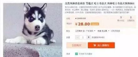 猫咪领养代替购买,以领养代替购买