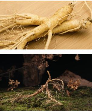 买人参科普,网上买的干人参应该关注哪几点