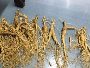 买人参科普,网上买的干人参应该关注哪几点