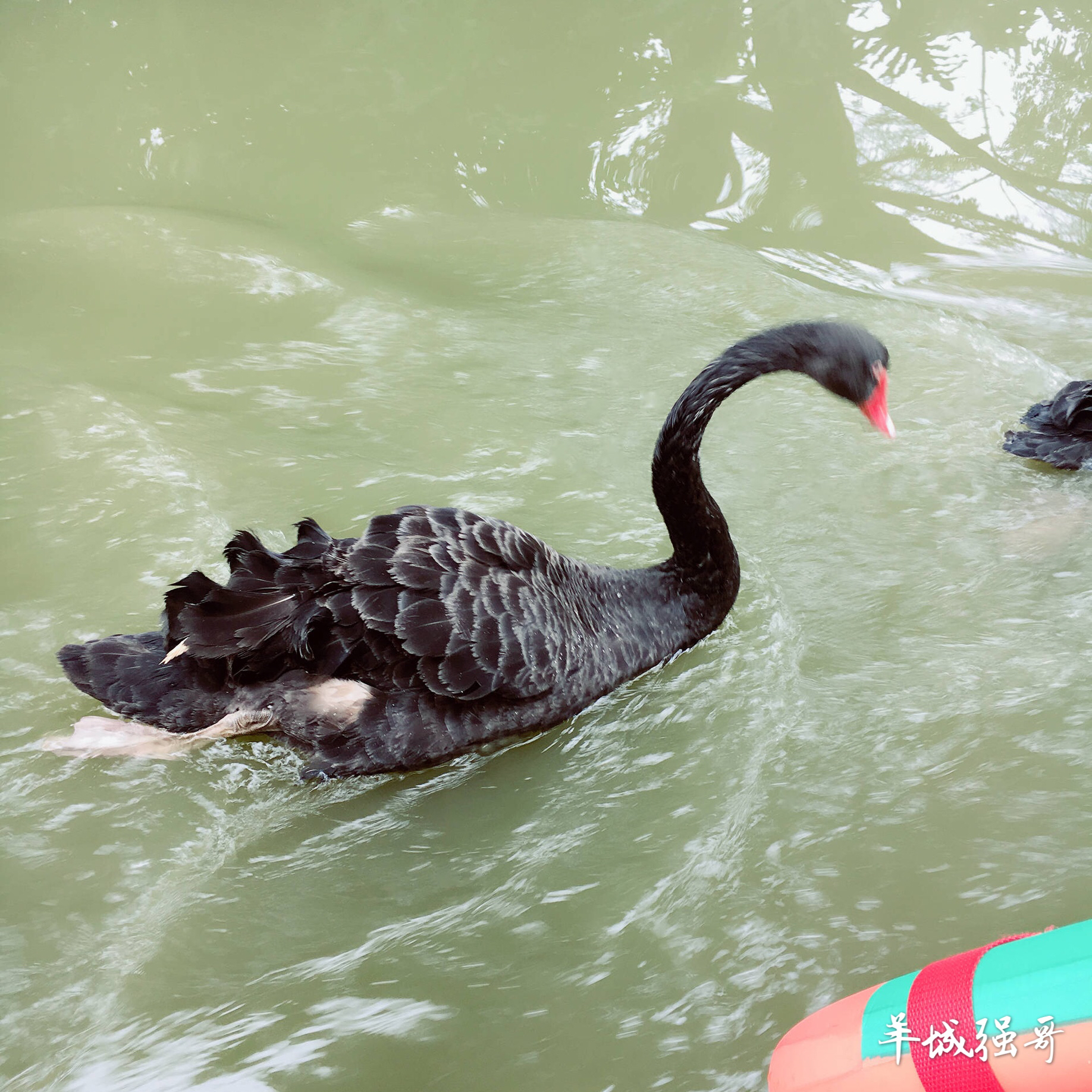 鳄鱼湖湿地门票预订,广州鳄鱼公园地图